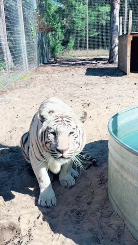 Playtime with Taima! 🐯 #NOTpets #whitetiger #tiger #tigers #bigcat #bigcats #play #playtime #wow #adorable #amazing #lol #jumpscare #animal #animals #fl #florida #fyp 