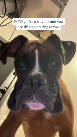 He wanted to be friends so badly 🐞 #brunotheboxer #dog #boxersoftiktok #dogsoftiktok #travel #christmas #puppy #ladybug #goodluck #friends #friend 