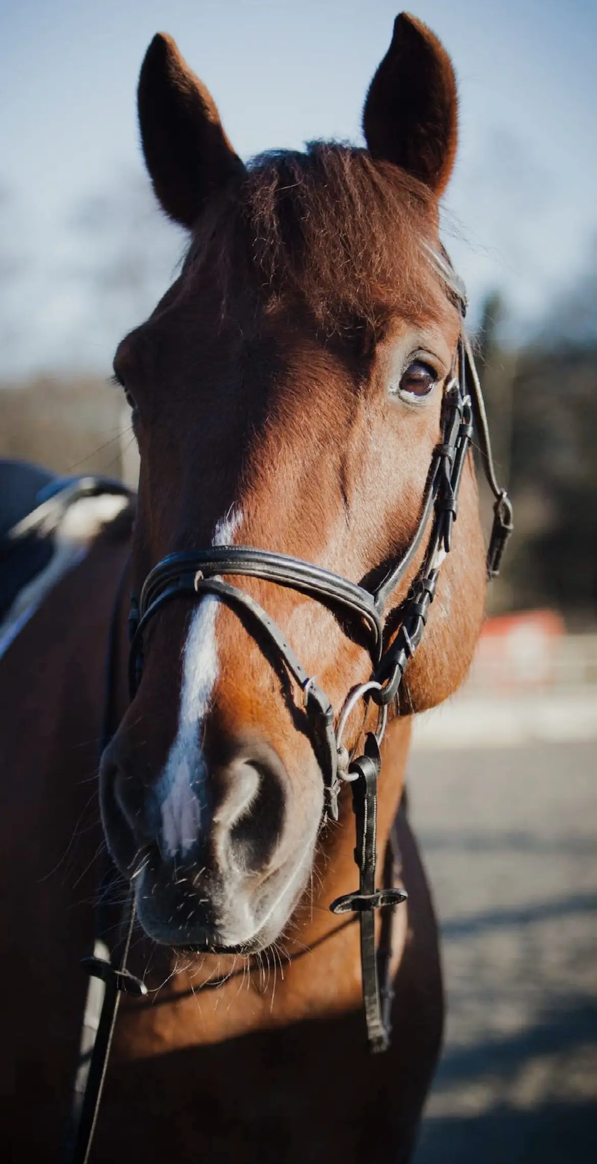 Did you ever look back and realise something about the horses you owned? This was Colin who was a heart horse but also made me mature as a rider and learn to listen to the horse, so grateful to him for teaching me that!! He was so soecial and i still miss him so much ❤️#equestrianlife #equestriantiktok #Love 