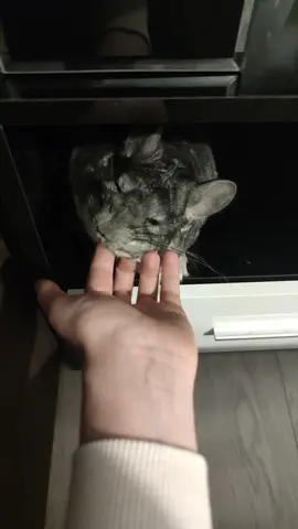 @Toni Cvetkov 🐭♥️ #chinchillasoftiktok #chinchilla #PetsOfTikTok #foryou 