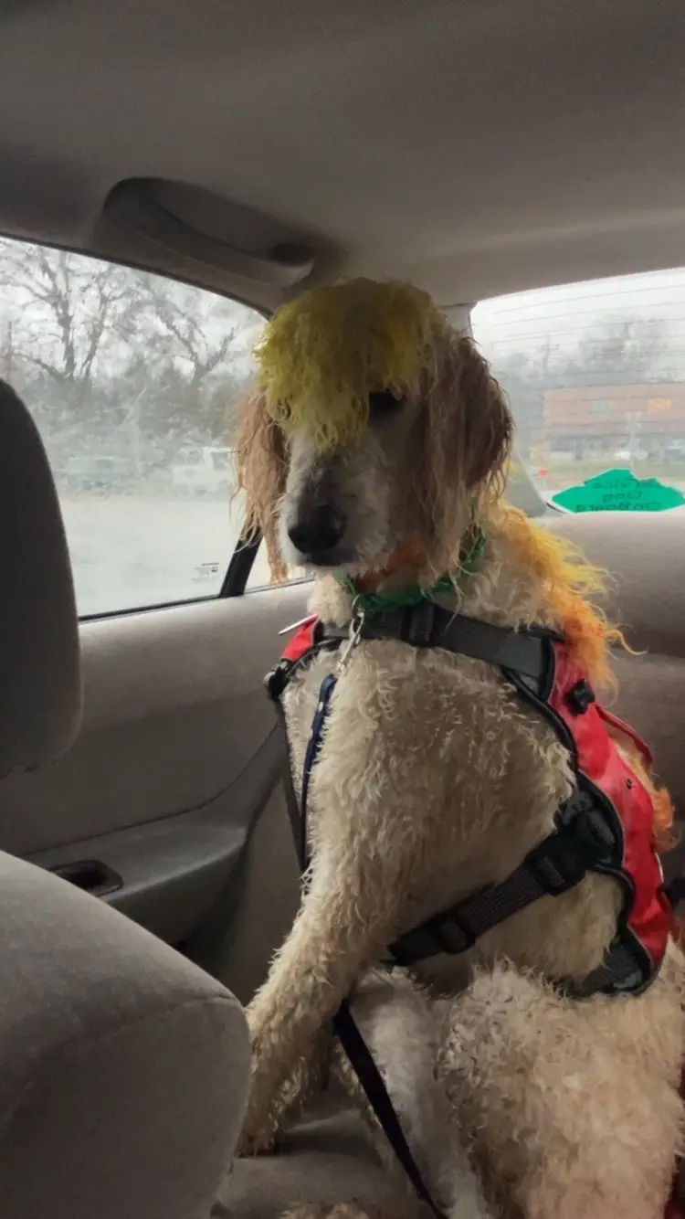 Post rain run has him looking emo 😂😂 #canicross #dogrunning #runningintherain #dyedogs 