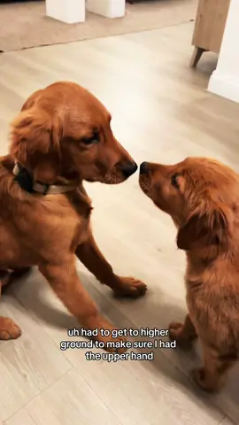 My reflection LITERALLY came to life.  #puppy #goldenretriever #puppydayinthelife #dayinmylife 