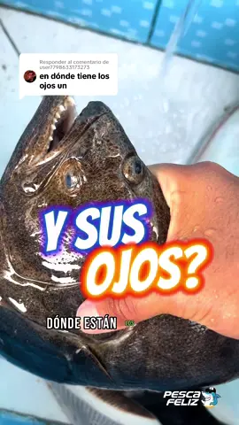 Respuesta a @user7798633173273 #pescadores #lenguado #flounder #spinning #pescafeliz 