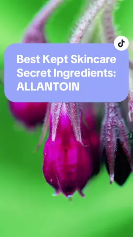 🌱Allentoin is a potent yet relatively obscure skincare ingredient. Derived from comfrey, allentoin has a multitude of skin benefits and you’ll always find it in our skincare formulations.  #skincareingredients #skincareingredients101 #skincareingredient #allantoin #bestkeptskincaresecrets #skincare 