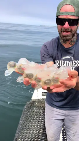 Salpidae aka Sea Salp #fyp #friendliestcatch #california 