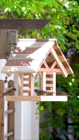 Make a simple wooden bird house and bird feeder #woodworking #woodwork #woodart #woodworker #woodcraft #woodworkingproject #woodworkingtips #carpenter #carpentry #woodcarving #woodturning