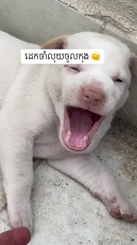 ដេកចាំលុយចូលកុង 🫠