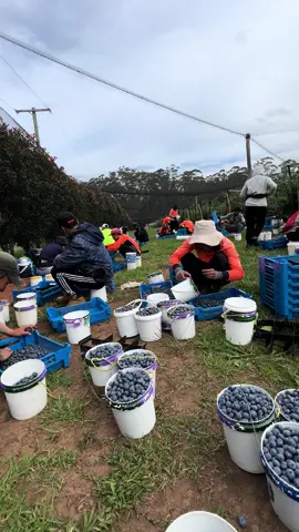 Nhanh lên để còn lấy 2lit về uống bia nào, đi làm culi nhưng mà vui lắm 💪💪💸💸 #úc #australia #462 #workingholiday #farm #pickers #bluberry #fruit #berry #viral_video #trending 