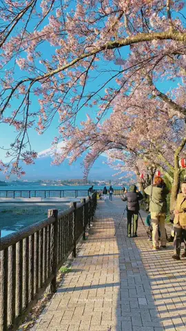 Kawaguchiko điểm ngắm núi Phú Sĩ cùng hoa anh đào đẹp nhất nhật bản ❤️