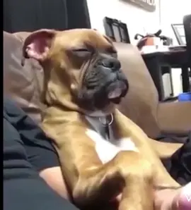 Perro durmiendose viendo Tv.