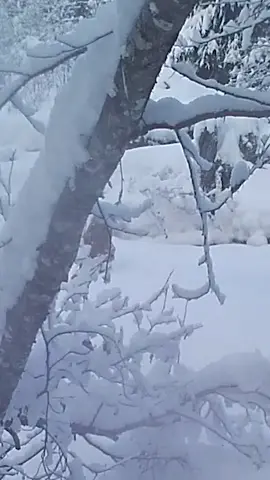 Pounce-hunting in the snow. Damn. Did I actually get that on a camera trap? What are the odds?  #cameratrap #gamecamera #trailcam #coyotes #coyote #snowjump #predator 