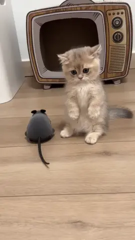 So cute#cat #cute #catsoftiktok #fyp 