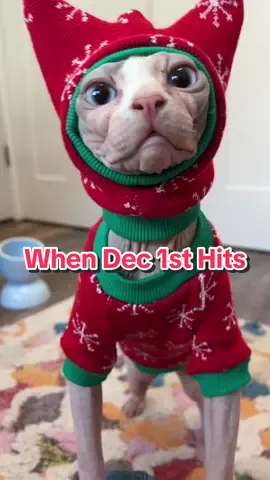 When December 1st hits 🎄  #sphynx #hairlesscat #elf #pets #catsoftiktok #christmas 