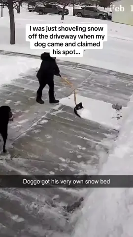 Doggo was laying down like he pays the bills 🤣🤣 #Pubity (Kasia G via @ViralHog)