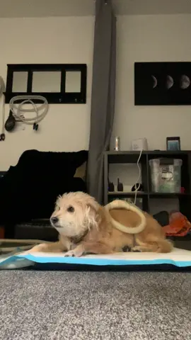 My sweet lil Lola is in her senior years and has been losing control of her bladder due to a UTI. I am using PEMF on her today to help reduce any pain and inflammation she is having. #magnawave #petpemf #pemffordogs #pemfforpets #pemftherapy #therapyfordogs #solanabeachdogs #delmardogs #therapyfordogs #sandiegodogtherapy #solanabeachdogtherapy 