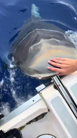 Sharks pick up electrical impulses often making the engines a point of interest. On occasion, they will actually take a little nibble to investigate. For the shark & the boats safety, @andriana_marine attempts to push Kalihi away from the back of the boat. 😳🦈⚡️ Diving with @Shark Squad  #tigershark #sharkdiving #sharksafety #savesharks #sharkdiver #ocean 