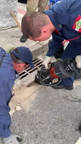 Firefighters rescue a capybara stuck under a drain. He was freed and is in good health ☺️ (🎥: IG/grafitpole)