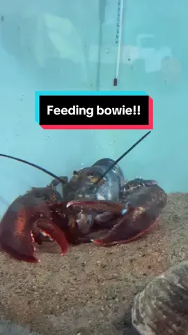 Replying to @Kimberly Dorris First feed was a success! Fingers crossed bowie continues to adapt to the new environment well! #maine #lobster #fishing #ocean #interesting #fy #LobsterTok #educate #didyouknow #oneinamillion #rare #rarefind #coolcatch #petlobster #bowiethobster 