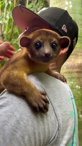 Cute little Kinkajou 🙌🏻 also known as the Honey bear 🐻 did you know these guys are related to racoons ? 🦝 these cuties are located in the tropical rainforests down in Central & South America 🌎  #kinkajou #animals #wildlife #reyrackz #nature #wildanimals #exoticanimals #wild #racoon #southamerica #fyp #explorepage #animal 