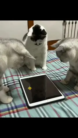 #socute #cute #fypシ゚viral #fypシ #fyp #petlovers #doglovers #doglover #lovedogs #lovedog #lovepet #dogs #pet #pets #PetsOfTikTok #petslover 