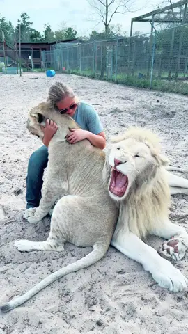 Timba getting jealous of Sarabi hugs 😂❤️🦁 #NOTpets #lion #lions #whitelion #bigcat #bigcats #cat #cats #cute #funny #lol #animal #animals #fl #florida #fyp 
