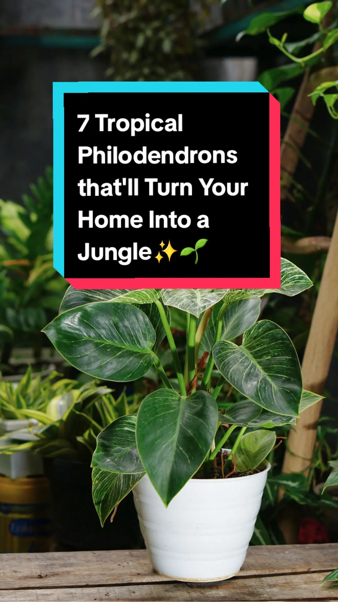 Philodendrons are a famously easy houseplant that will thrive in almost any home. And these 7 will bring the jungle to any room they are placed in 🏞🌿✨️ #TheSpruce #philodendron #philodendroncare #houseplantcommunity #plantloversoftiktok #junglevibes  - Credits: Thumbnail: Dafid Saputra / Getty Images Verrucosum: firn / canva pro birkin: Stramyk / Getty Images lemon lime: Elwimina Nurjanah / Getty Images 'Florida Ghost' : chulii / Getty Images mamei: firn / canva pro Brasil: Jenny Sun / Getty Images