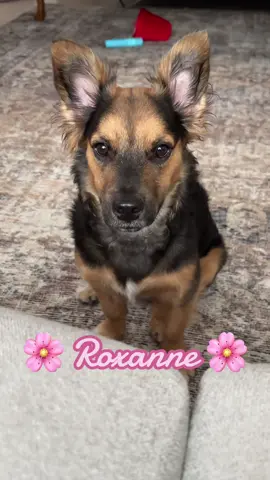Pril’s newest roommate: Roxanne! #adoptdontshop #barbadosdog #adoptabledogs #minishepherd #dauchshund #rescuedog 