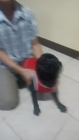 jajajajaja #pug #pugpeleador #blackpug 