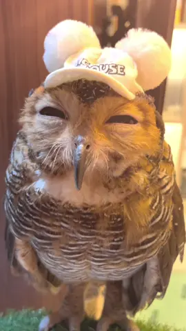 Topi Mickey Mouse karena Bibib suka Tikus!😍 #bibibfamily #owl #owls #burunghantu #videolucu #cuteanimals 