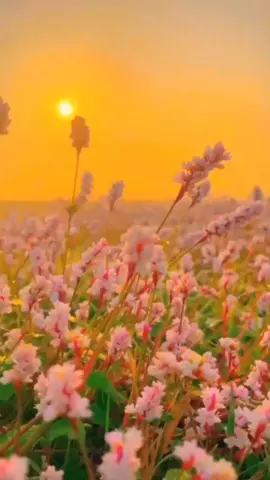 بعض النفوس جمالها جذاب كغمامة من فيضها تنساب حين ارتدت نور البياض كأنها كف الطبيب إذا أتاهُ مُصَابٌ بعض النفوس نسائم من رحمة هبة وياسبحانه الوهاب رسمت على وجه الحياة ملامحاً . أبعادها للعابرين جواب