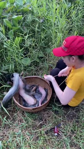 Amazing Fish Trap With Primitive Technology 👏 #fishing 