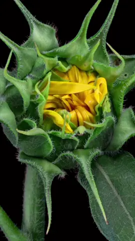 SUNFLOWER🌻BLOOMING🌻TIMELAPSE🌻#foryou #parati #flower #timelapse #sunflower #girasol 