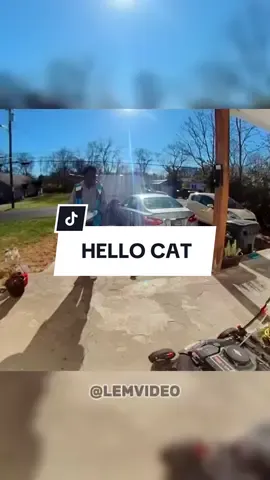 Hello Cat - Viral Clips #Viral #Clips #Cat #Talk #Hello #Hiya #Funny #Kitten #Pet #Funny #Fun #Paw #Delivery #Hellocat #Kitty #Cute #Doordash #Porch #Usa #Lemvideo #Lem #Video #Clip #Food #Talking #Fyp #fypシ 