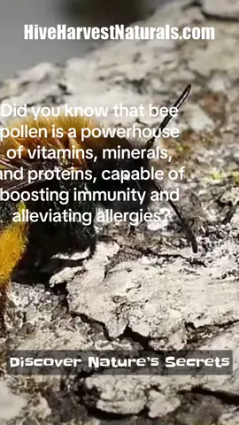 HiveHarvestNaturals.com 🐝 Buzzing into your feed with an un-bee-lievable sight! Dive into the mesmerizing world of bees with this close-up encounter. Watch as they perform their magical dance, showcasing nature’s brilliant choreography. 🌼🍯 #BeeBrilliant #NatureLovers #BuzzingBeauty #HiveLife Experience the hive’s hustle and bustle in full glory - it’s a tiny universe humming with life! Don’t forget to like, share, and save this post for a daily dose of nature’s wonder. 🌏💛 #BeeAmazing #EcoWonder #PlanetProtectors HiveHarvestNaturals.com