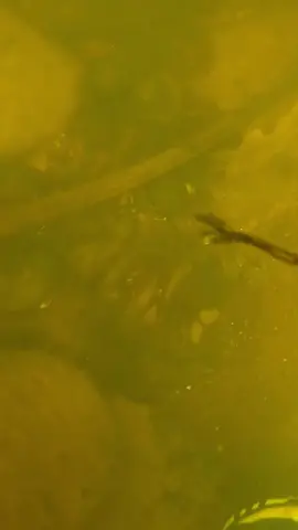 #underwater #treasure #fyp