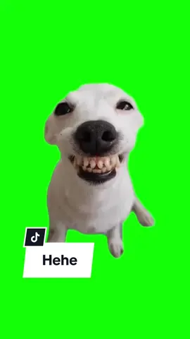 Grinsender Hund Meme | Greenscreen #Meme #MemeCut #memestiktok #deutschememes #greenscreenmemes #greenscreenglow #witzigememes #tiktokmemes #memesdeutschland 