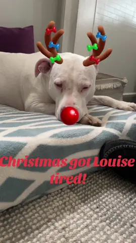 #pitbullsoftiktok #dogsofttiktok 