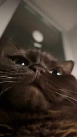 Asmr 🐈‍⬛🔊 #cat #catsoftiktok #catasmr #catasmrvideo #catasmrpurr 