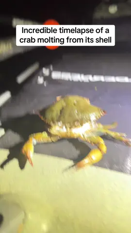 I didn’t know crabs did this 🤯 #Pubity (English Angling via @ViralHog)