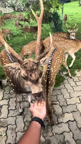 Random Morning with Deers - Trincomalee ❤️💫 . #traveller #trincomalee #deers #trincodeer #deertiktok #trincoboys #trincomaleesrilanka 