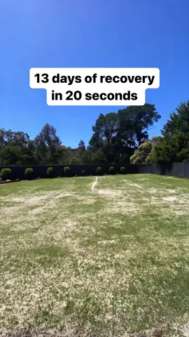 A lot of effort went into this time lapse so I can’t wait for it to only get 347 views 😂😂 Recorded this from the day after top dressing until the second mow when I figured the video would get a bit boring. Throughout this time I was watering 1-2 times a day given the low temperatures and then we hit a patch of a lot of rainfall which has been nice for saving water! 💦  I spread 5.5m3 across this 500m2 so it was a reasonably heavy top dress and it’s been bouncing back incredibly well, some mad stripe patterns to come this season 😍🔥 #timelapse #lawntok #lawncare #recovery #lawnrenovation 