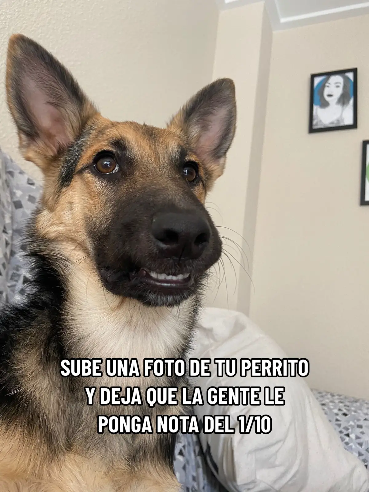 Yo le pongo un 1000! Y tú, ¿Que nota la pones a mi perra? 🤔 #perritostiktok #perrogracioso #puntuando #humor #risa #juankyworld 