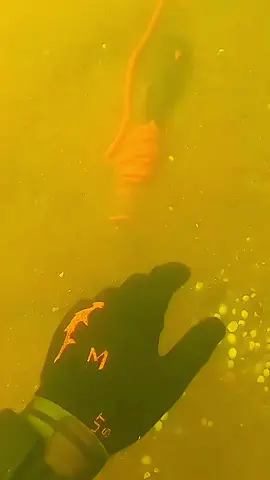 #underwater #treasure #fyp