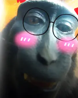 #rizzmonkeyedit #rizzmonkey 