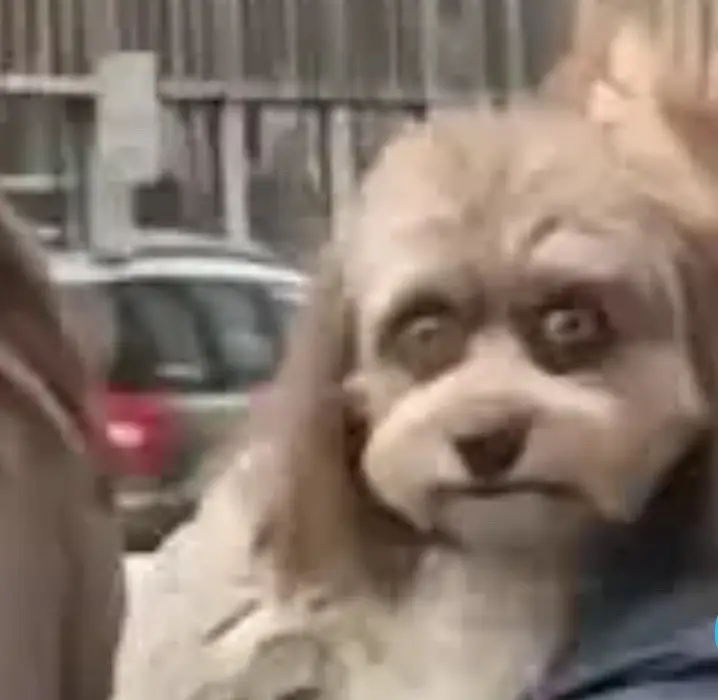 Uncanny animals   #scaryAnimals #Skinwalker #true #scary 