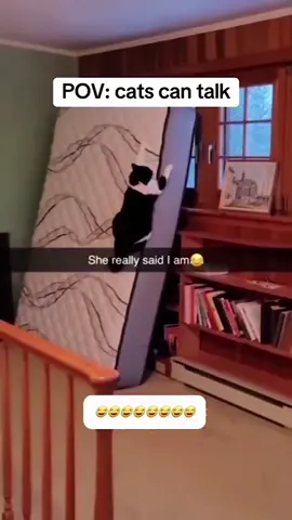 Talking cats 😂  . . . #funnycatsoftiktok #funnycats #funnycatvideos #funnystuff #catvideos #catsoftiktok #fyp #explorepage #funnyanimals #catcompilation 