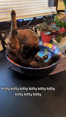 ok it's time to clean the table lol 😆 #foryou #bowl #catinabowl #funnyvideos #funnyvideo #funnyanimals #trending #table #kitchen #omg #funnymoments 