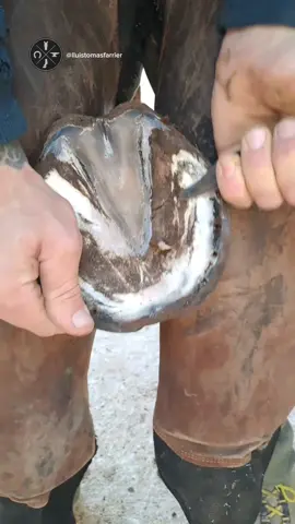 Hoof trim #farrier #horse #satisfying #oddlysatisfying #asmr 