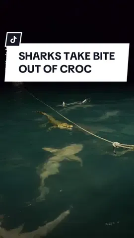 A group of sharks had a visit from an unfriendly nighttime neighbour off the coast of East Arnhem Land in Australia’s Northern Territory 🐊🦈 Dubbed ‘Mr Snappy’, the saltwater crocodile was seen swimming above the group of circling sharks before getting bitten by one. Have you ever seen a shark bite a croc before? Let us know in the comments below! #Crocodile #SaltwaterCrocodile #Shark #NT #NothernTerritory #ArnhemLand #EastArnhemLand #Australia #OnlyInAustralia #10NewsFirst