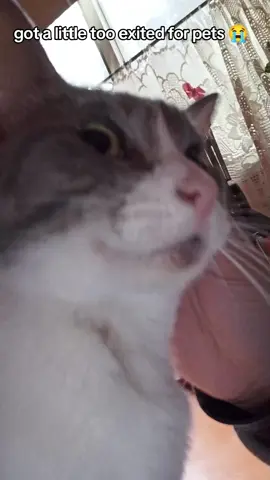 if you don't understand: she went for my hand to get pet and fell off the table 😭  #fyp #foryou #cat #catsoftiktok #cats #sad #catlover #cutecat #meme #memes #funny 